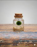 Pet Marimo, piedras beige.
