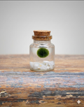 Pet Marimo